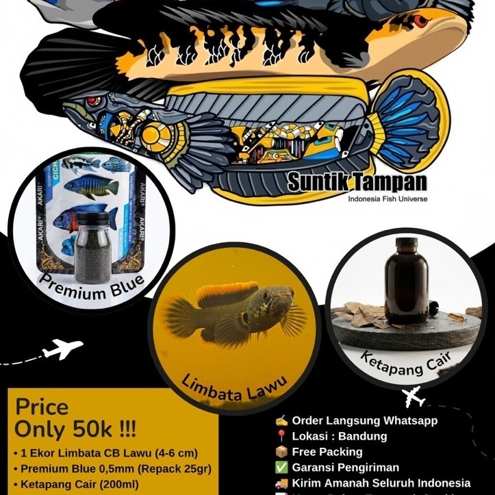 Stok Ikan Limbata CB Lawu 4-6 cm dengan Premium Blue 0.5mm dan Ketapang Cair