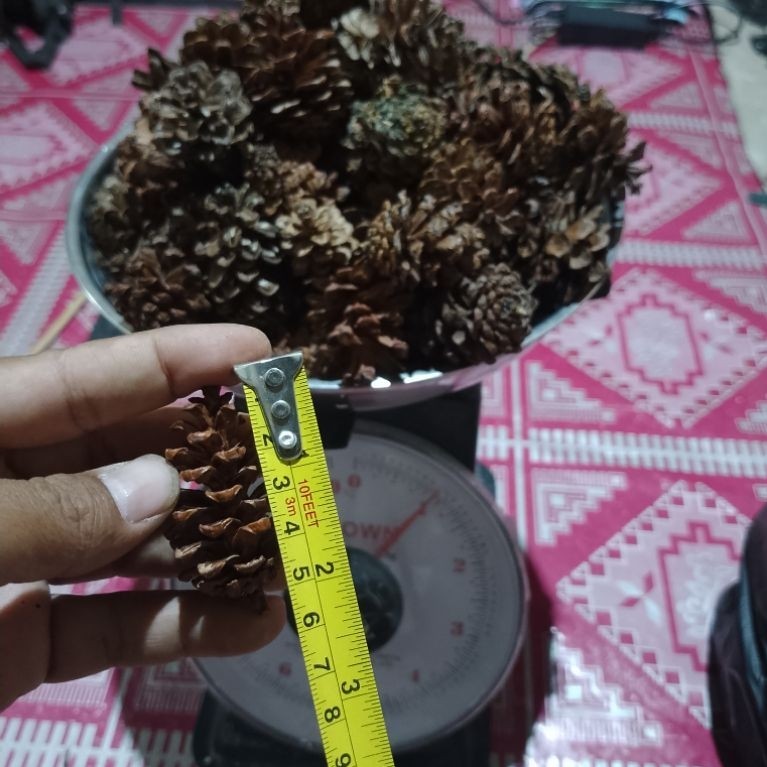 Bunga Pinus Kering Hiasan Aesthetic Kecil & Besar