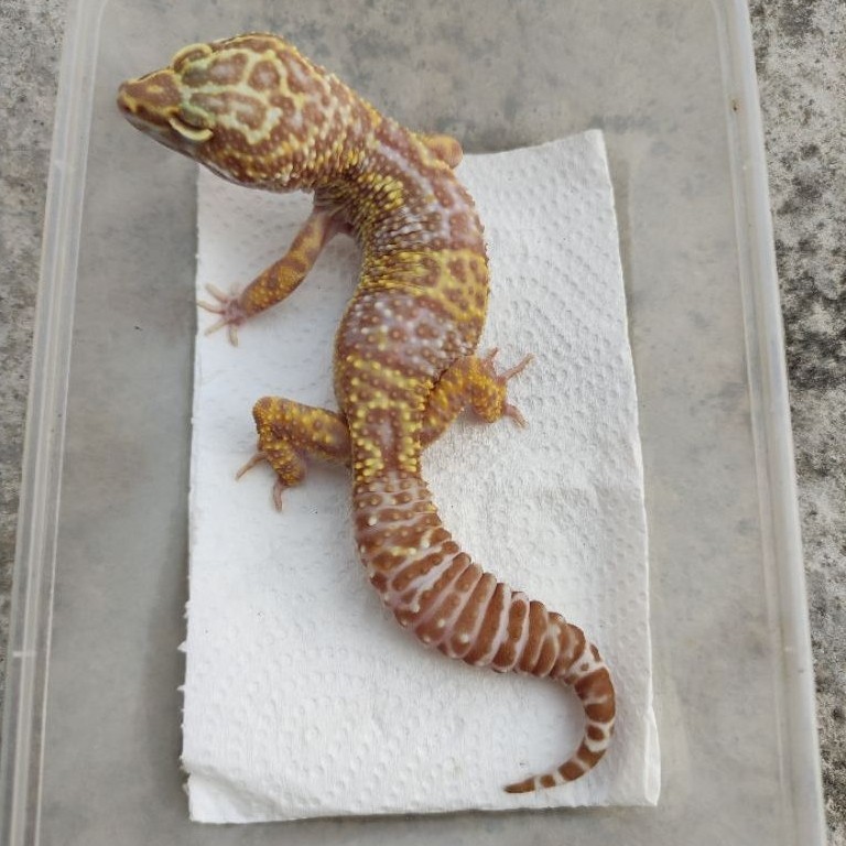 MAINAN ANAK GECKO DEWASA PHANTOM_MALE