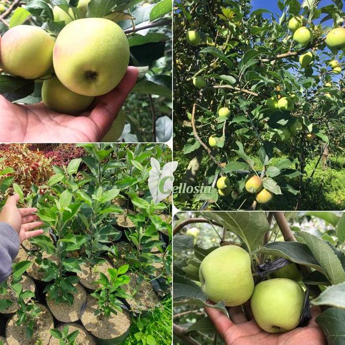 Bibit Tanaman Buah Apel Manalagi / Apel Malang (Okulasi Cepat Berbuah) COD
