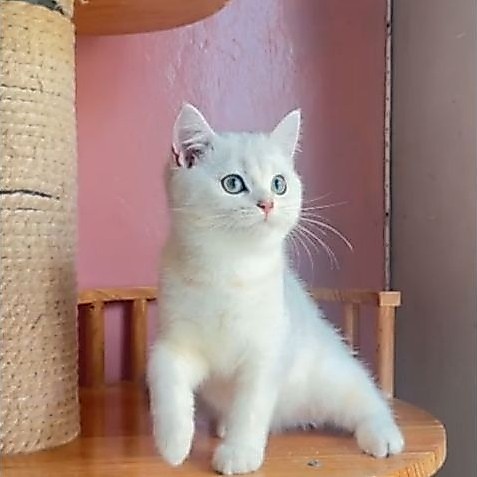 BSH silver jantan