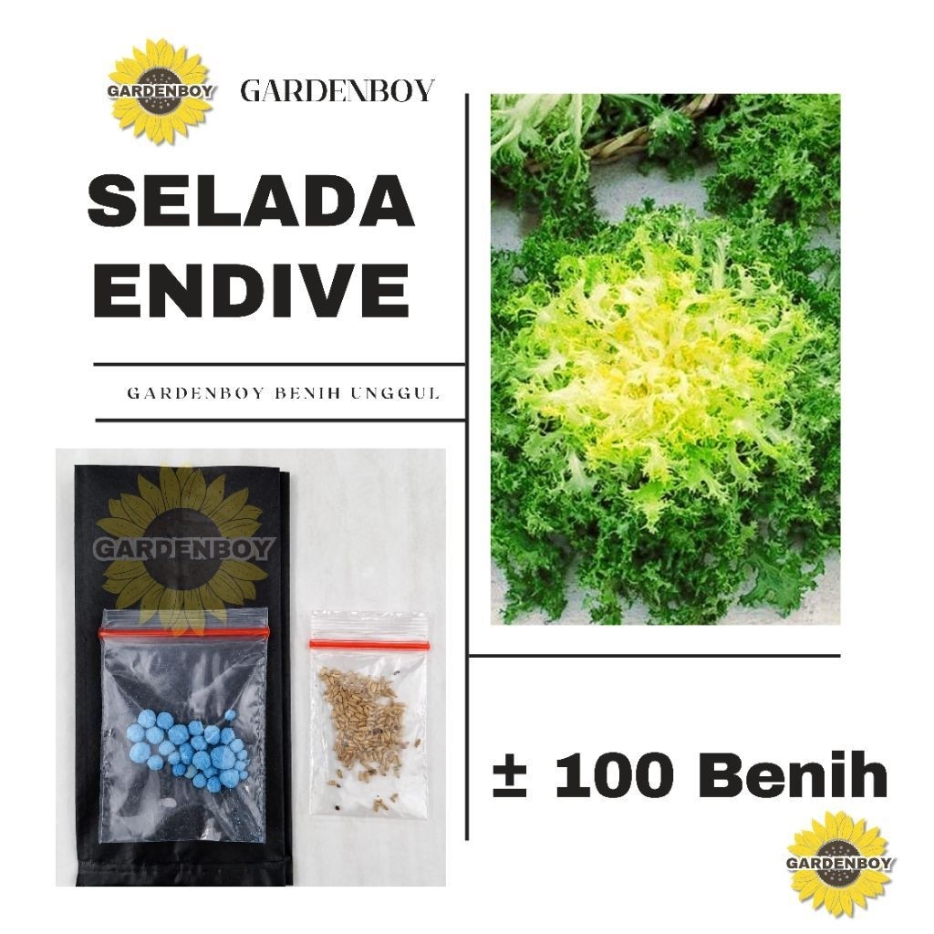 BENIH SELADA ENDIVE