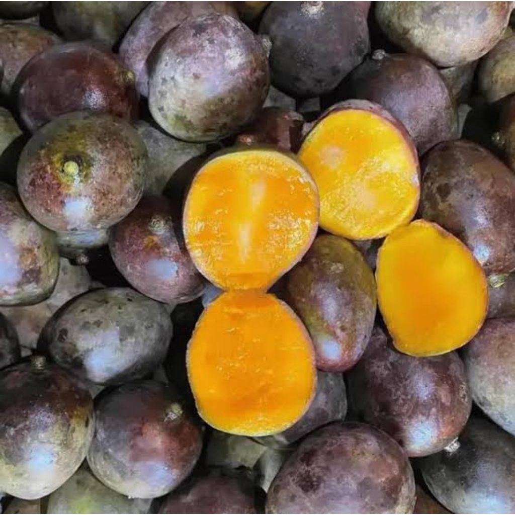BIBIT MANGGA KASTURI MERAH