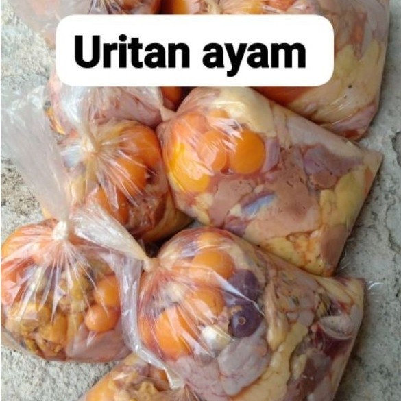 Uritan Ayam