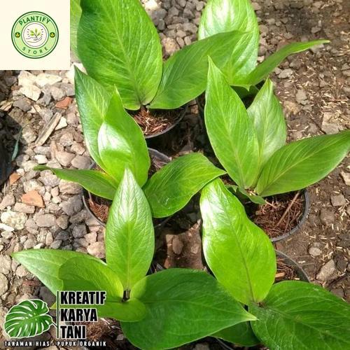Tanaman hias anthurium jemani cobra catalog - Jemani kobra katalog