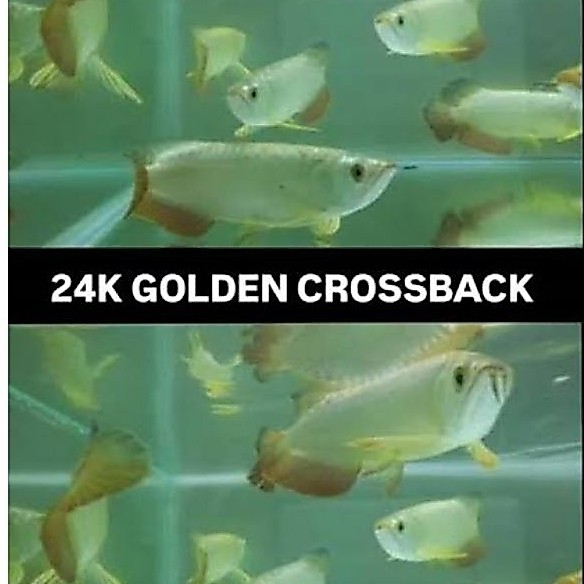 Ikan Arowana 24K Golden Crossback untuk Aquarium