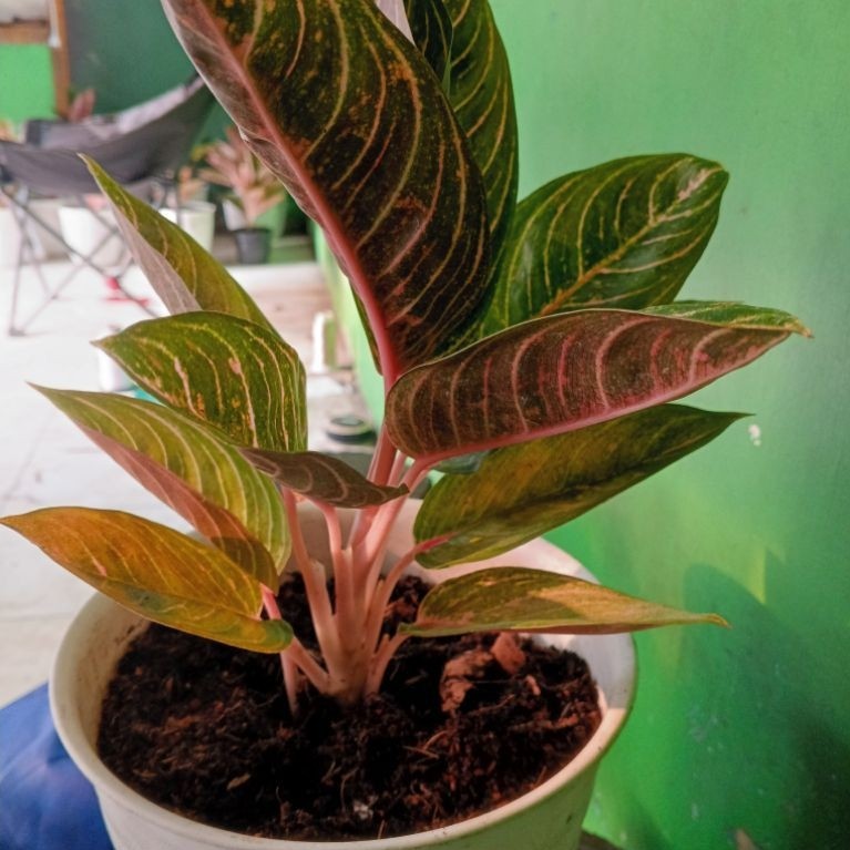 Aglonema Madam Suroyo Induk anak 2