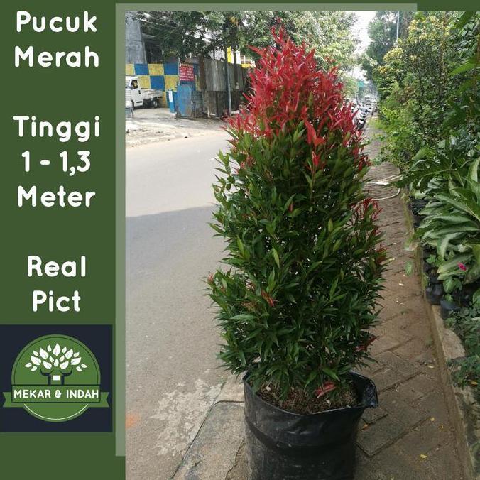 [] Tanaman PUCUK MERAH BESAR sudah rimbun banget, pucuk merah