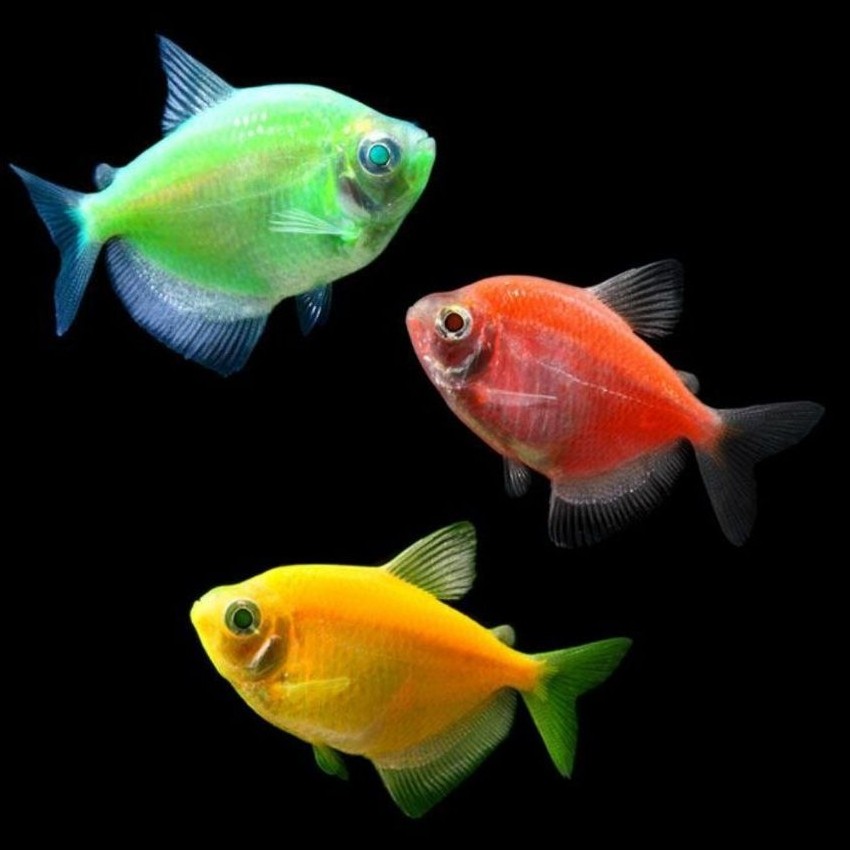 Ikan Hias Tetra Glowfish Warna-Warni Pelangi Akuarium Menawan