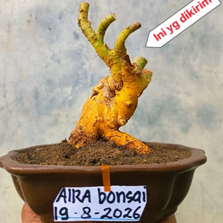 bahan bonsai serut dongkelan