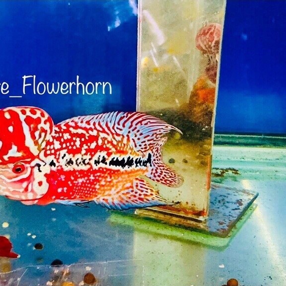 Burayak Kamfa F2 Vip RED KING Thailand - Mutiara Penuh, Warna Merah, Jenong Kuat