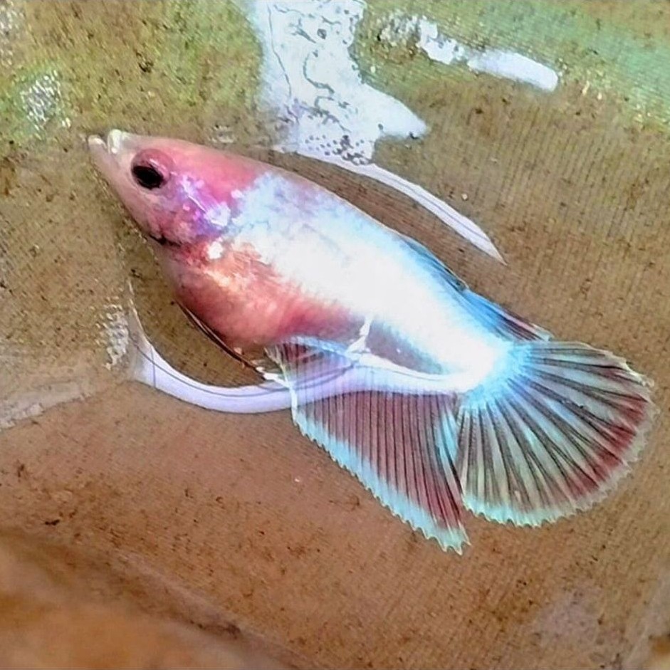 Cupang BETINA / FMALE VEILTAIL AURORA HOLOGRAM LINE VTDT ||  ((( REALLLL PICTTTT  )))