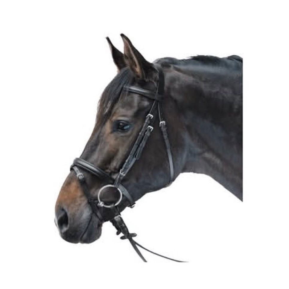 STAR Bridle Lifestyle
