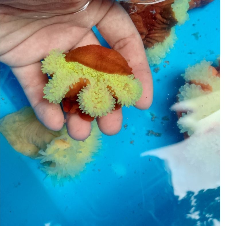 Ikan Hias Air Laut Anemon Jagung Hijau (Green Bubbletip Anemon)