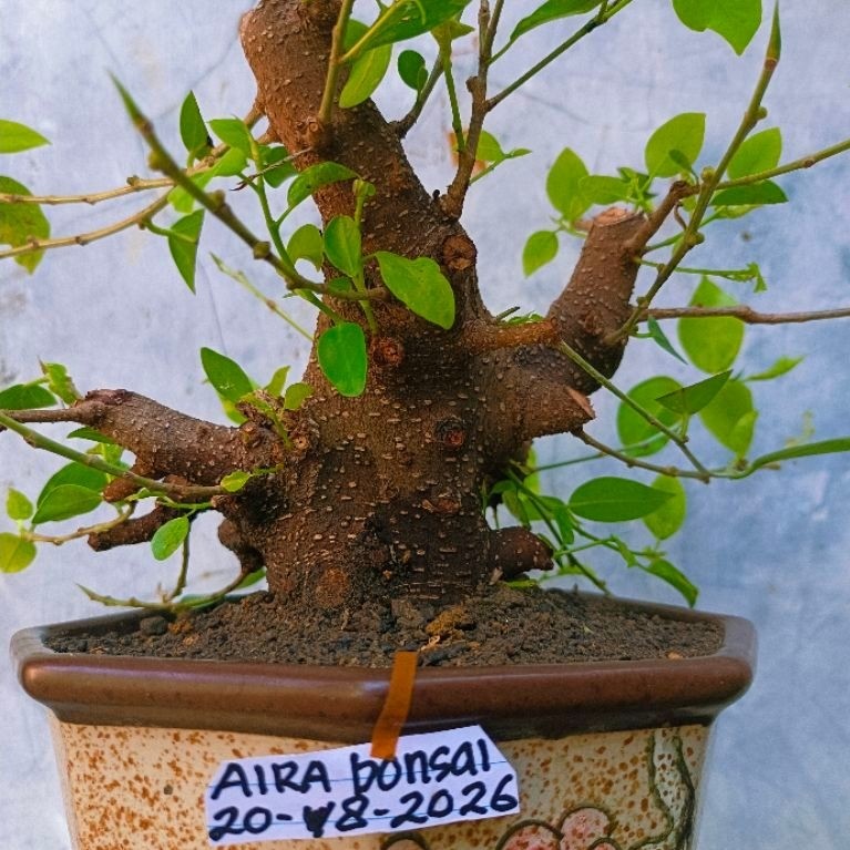 bahan bonsai iprik