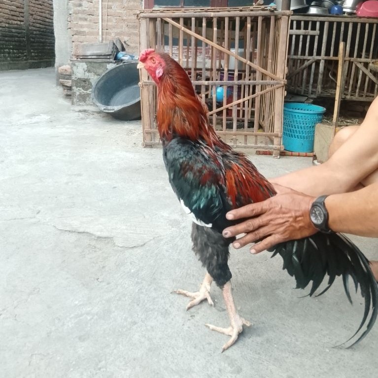 Telur Ayam Pakhoy Thailand Petarung, Fertilitas Tinggi & Siap Ditetas