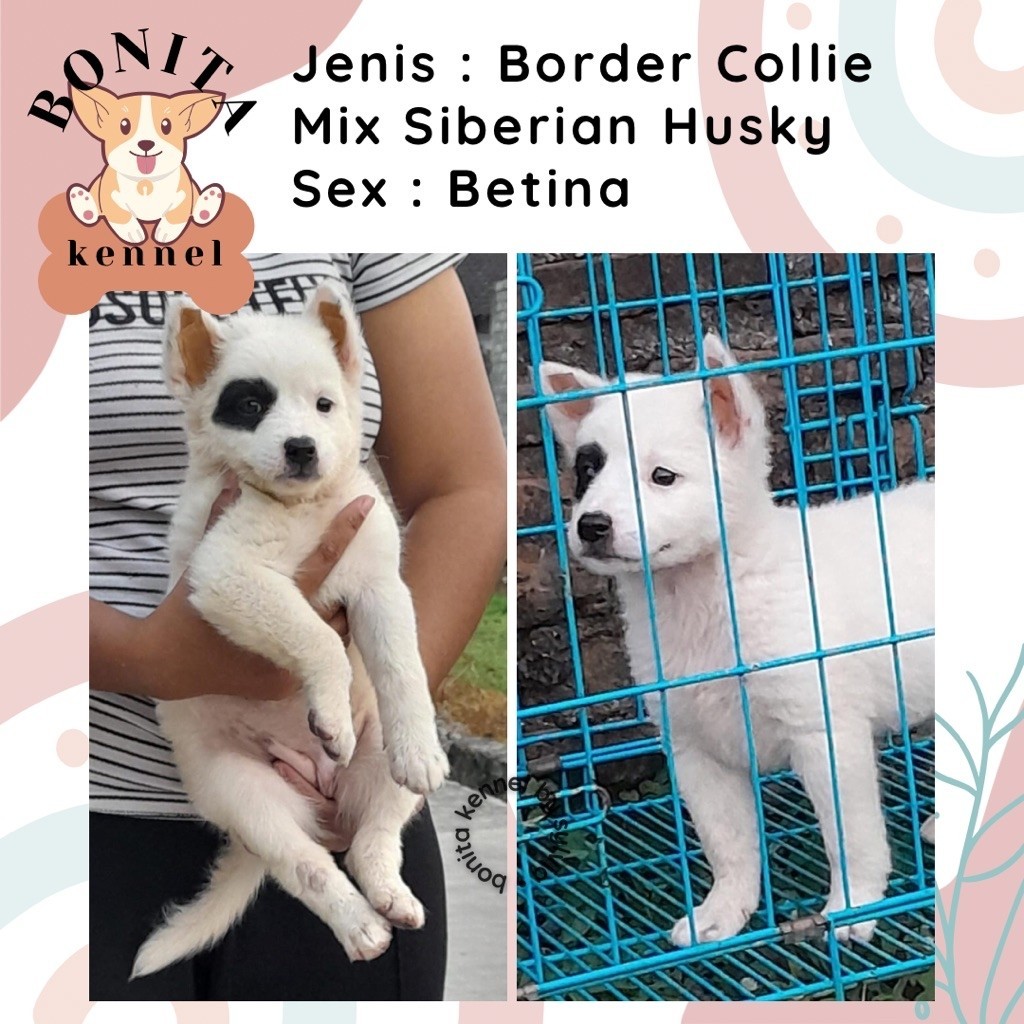 Border Collie Mix Husky Anjing Border Collie Siberian Husky Jantan Betina