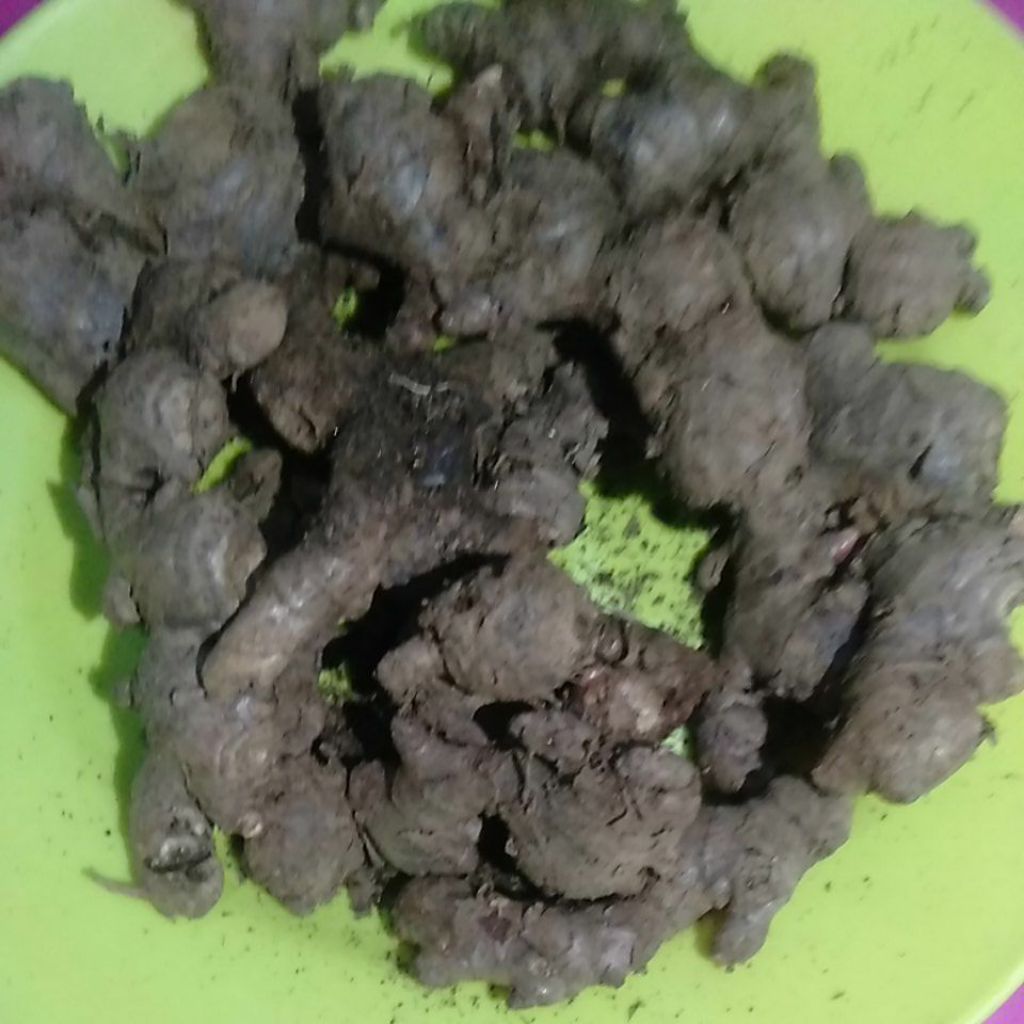 Rimpang Jahe Merah segar