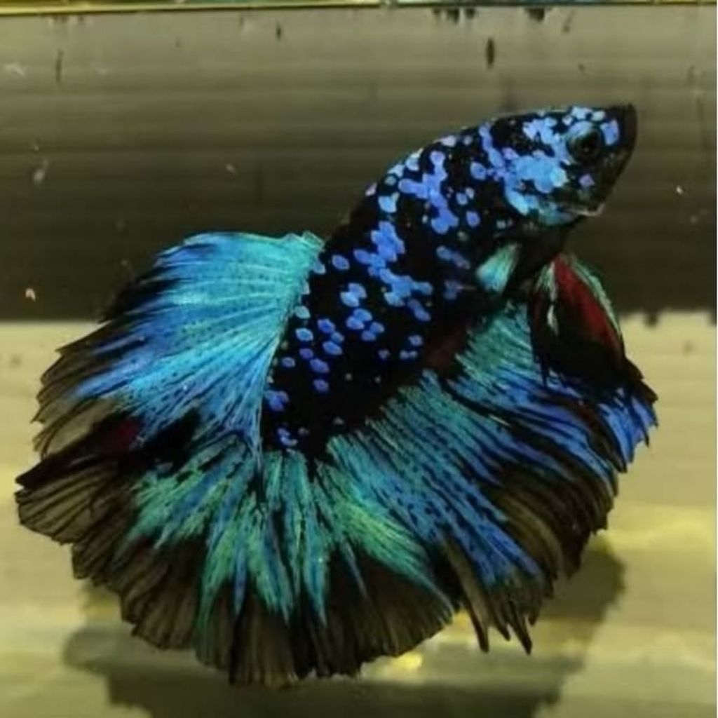 HALFMOON AVATAR JANTAN