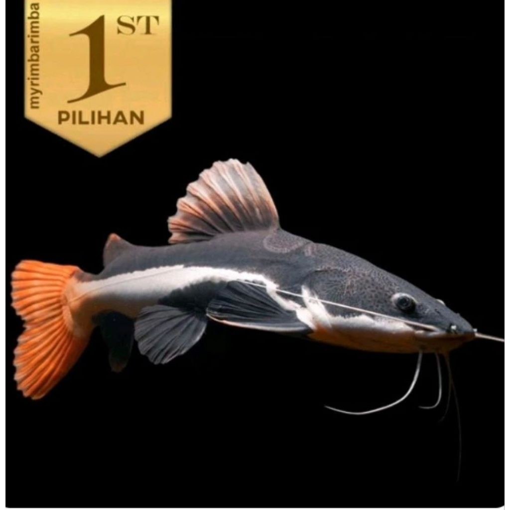 Red Tail Catfish (RTC) Ikan Hias Predator Hiasan Aquarium Aquascape
