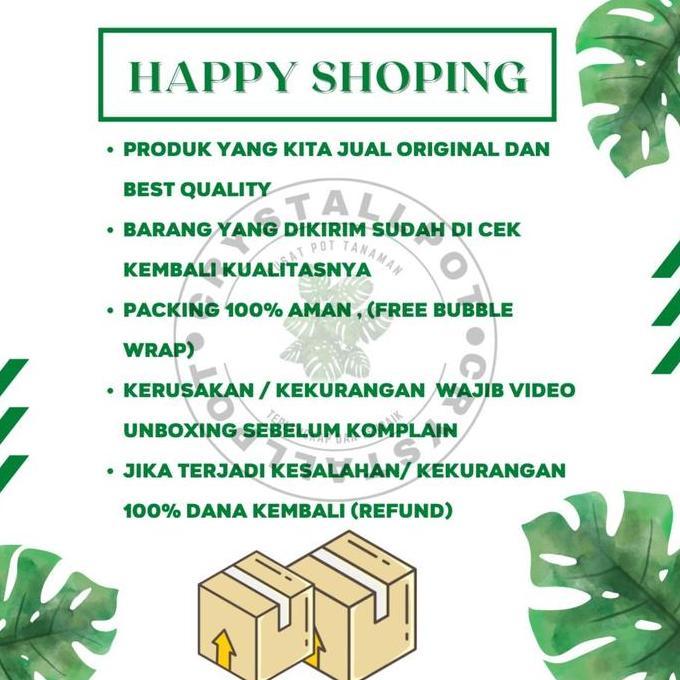 Yardue- Benih Bibit Cabe Rawit Putih Sona Benih Unggul Jara - Cabe Rawit Putih Sona