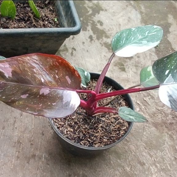 Philodendron Anderson