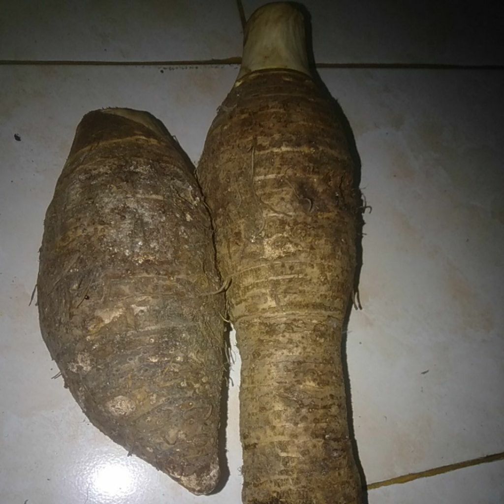 Umbi Talas Bentol Bentoel Bentul segar