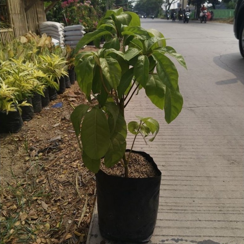 Tanaman hias Walisongo Daun Lebar Hijau (Schefflera actinophylla / Schefflera grandiflora) Pohon Sch