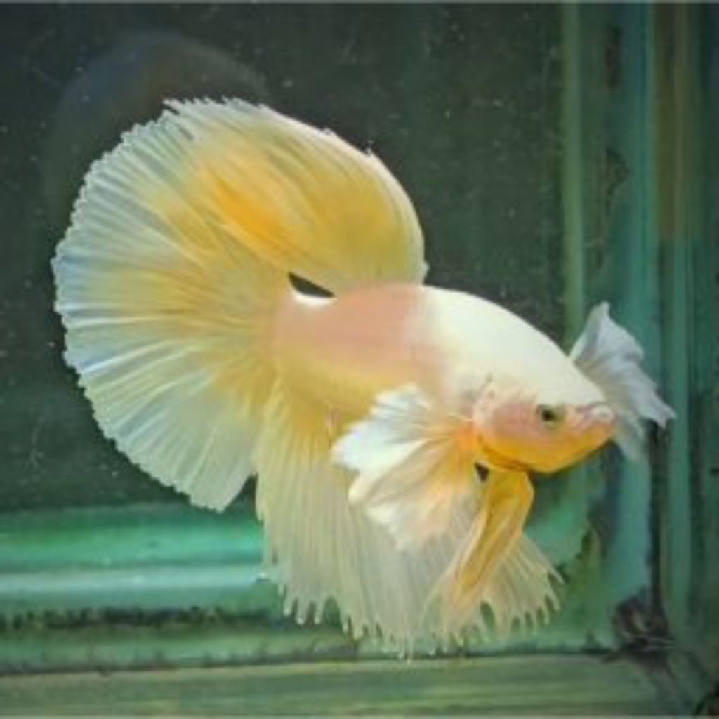 ikan cupang halfmoon super yellow jantan