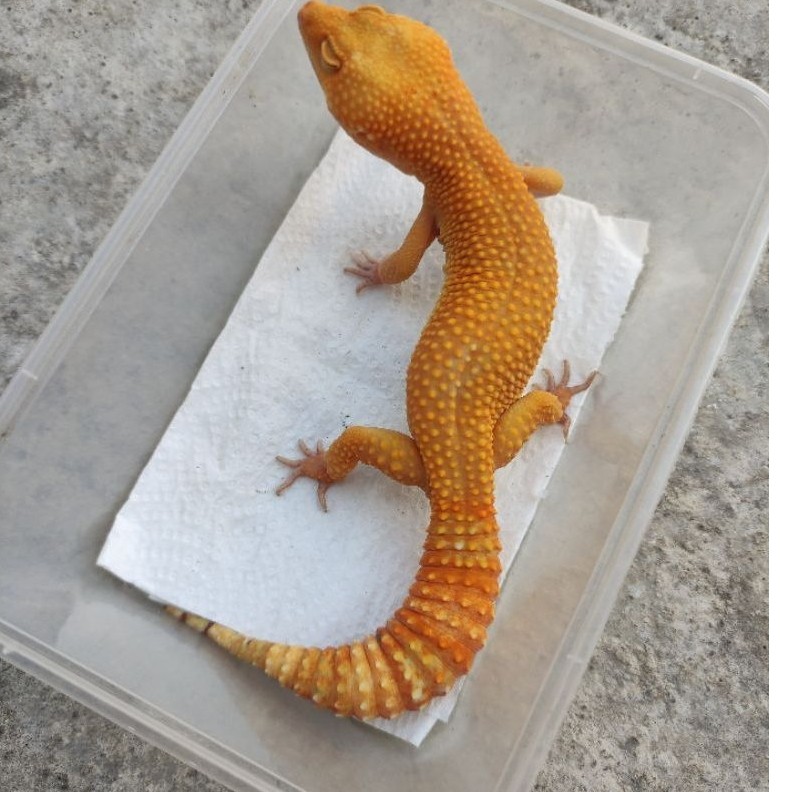 MAINAN ANAK GECKO DEWASA SUNGLOW GIANT_MALE