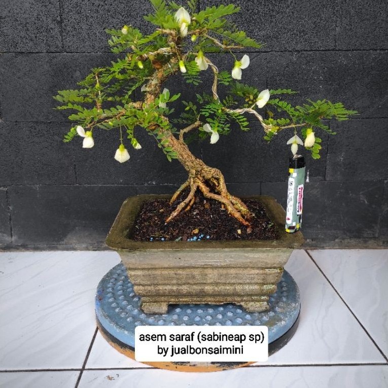 bonsai asem saraf rajin berbunga