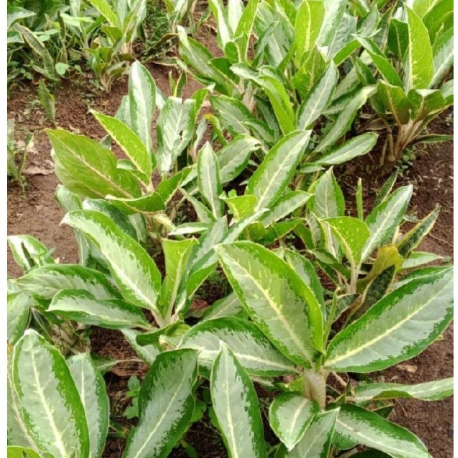 tanaman hias aglonema diven silver