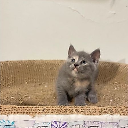 JUAL KUCING BRITISH SHORT HAIR BSH KITTEN