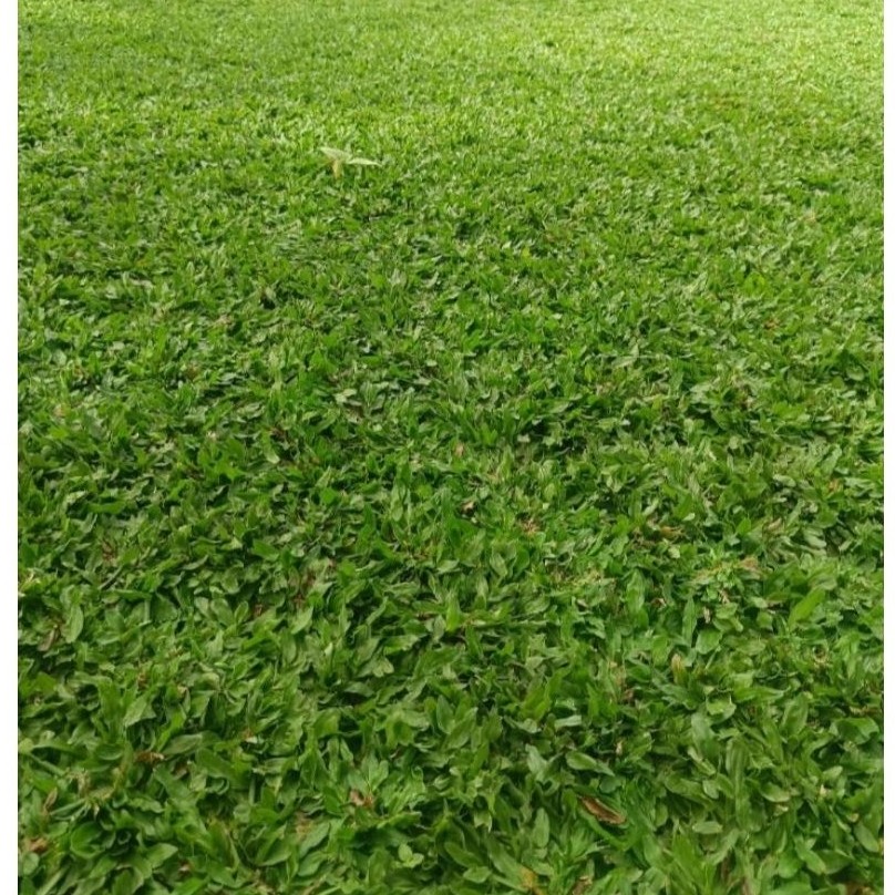 KEBUN RAYA- Rumput Gajah Mini Hijau