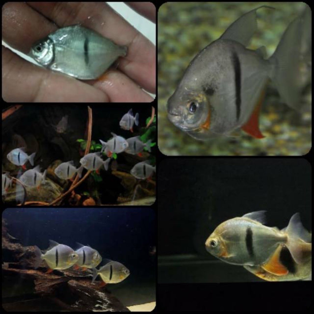 Myleus Schomburgkii Thinbar