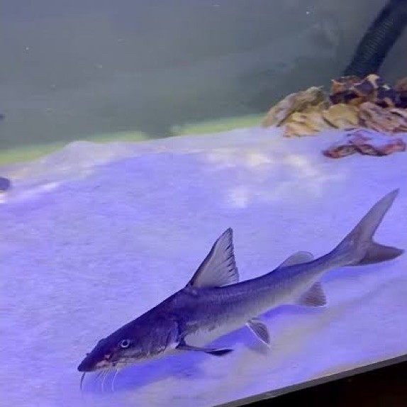 Hemiarius stormii catfish