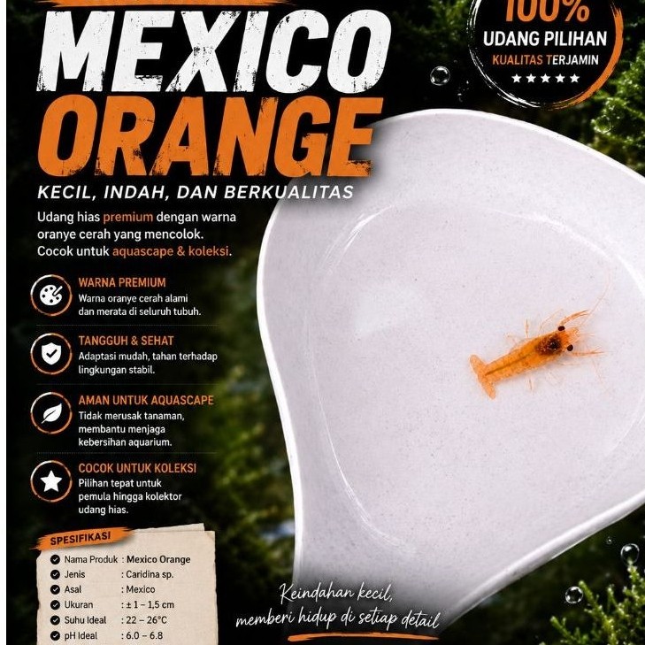hiasan/dekorasi aquarium udang Mexico orange aquascape