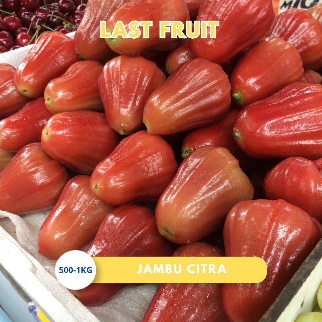 Buah Jambu Citra 1kg Premium Fresh - Last Fruit