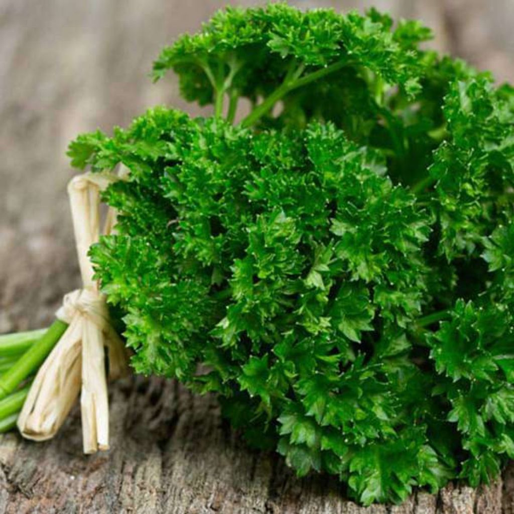 Daun Parsley Segar/Peterseli