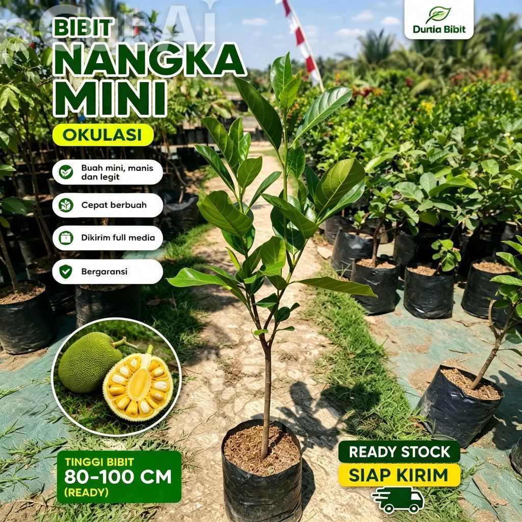 BIBIT NANGKA MINI OKULASI