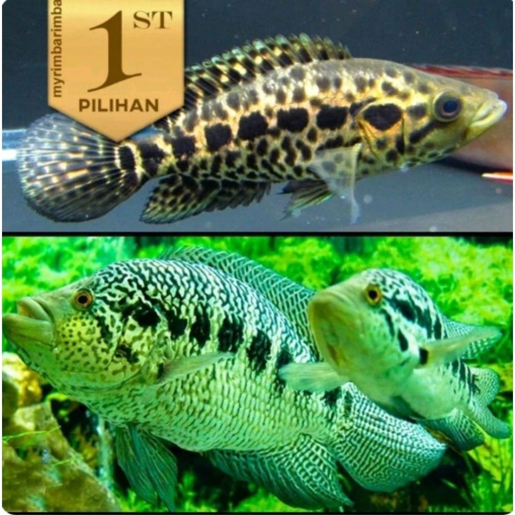 Jaguar Cichlid Managuense Ikan HIas Aquascape Hiasan Aquarium Tanaman