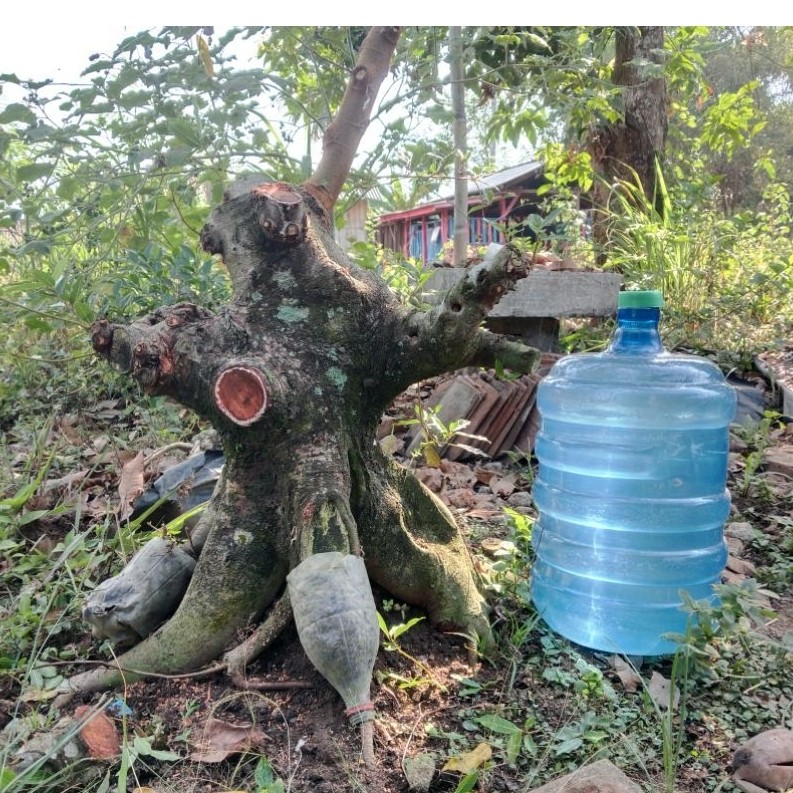 Bahan Bonsai Loa Jumbo