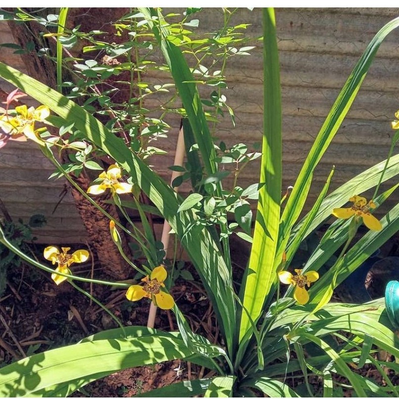 Tanaman hias iris/iris trimezia/bunga kuning