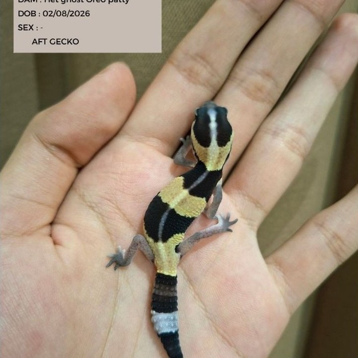 Mainan Leopard Gecko Dan African Fat Tailed Gecko Baby Murah Sehat Dan Rakus