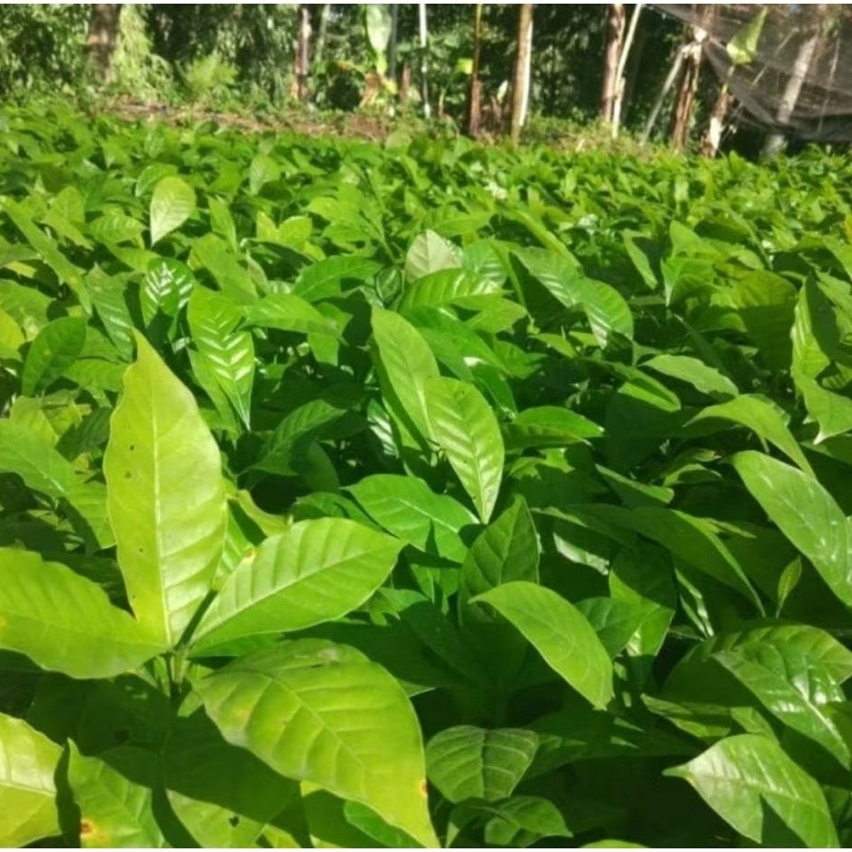 Bibit Kopi Arabika Asli tinggi bibit 30-50 cm
