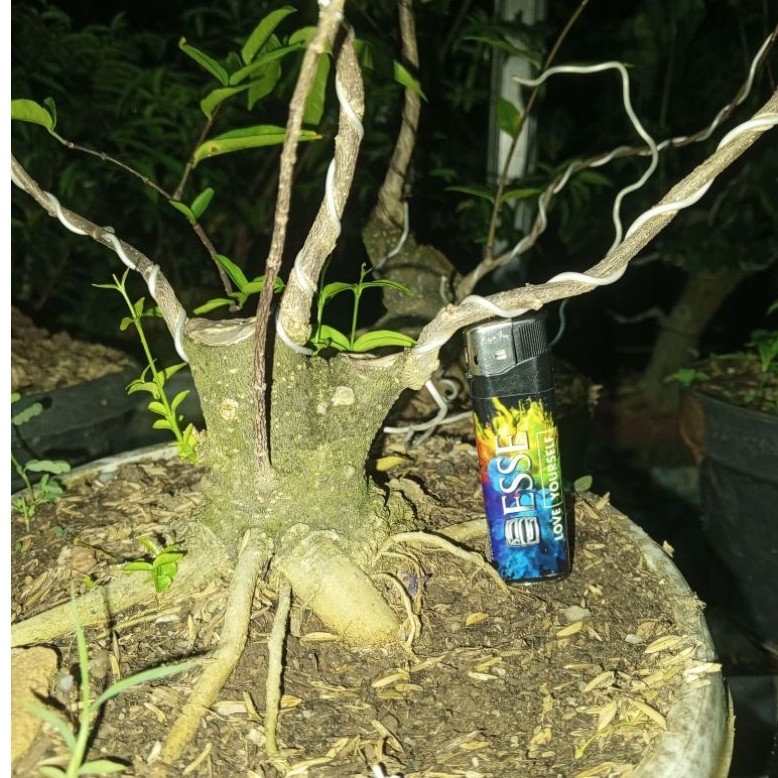 BAHAN BONSAI ANPUT DIKIRIM SESUAI FOTO