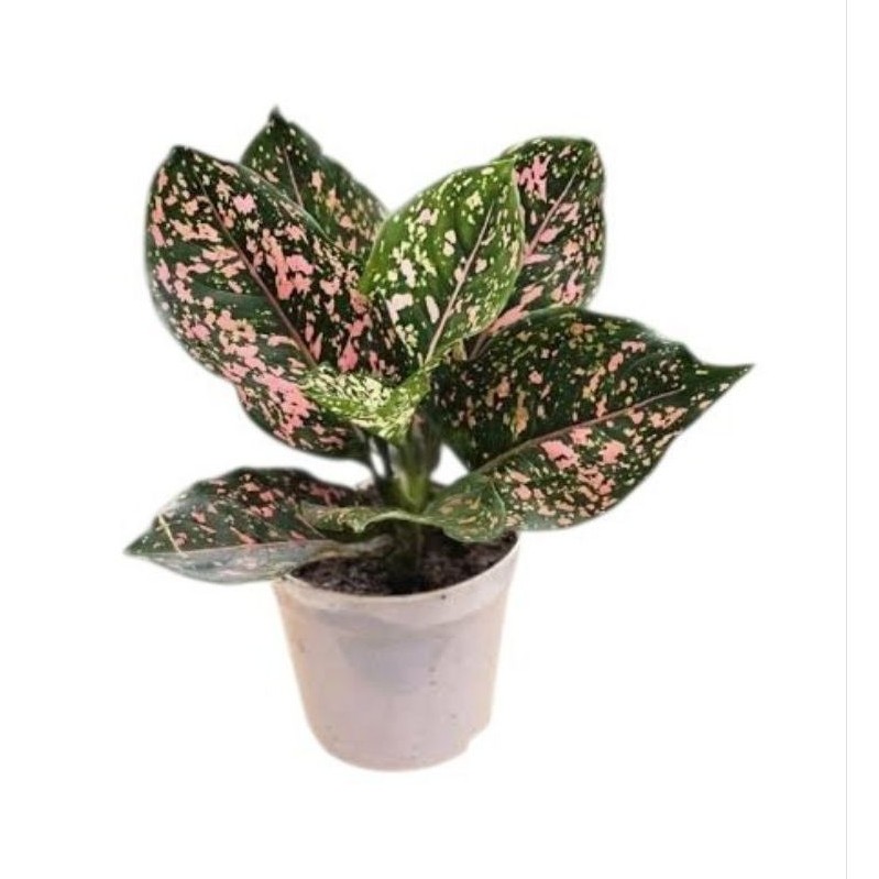 aglonema pink dalmation