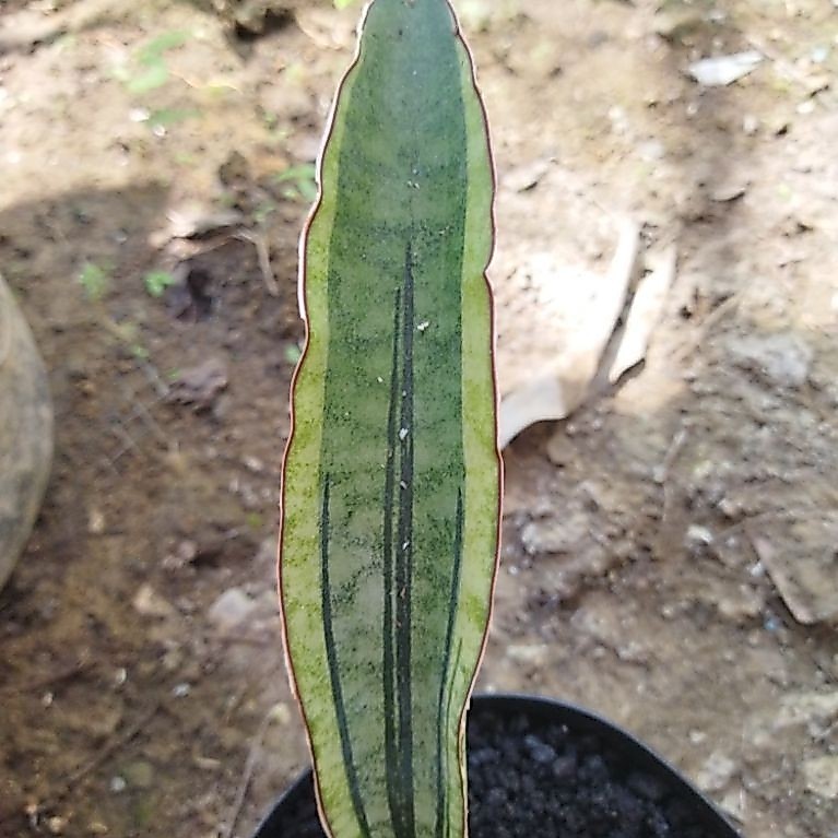 Sansivera malawi bat variegata