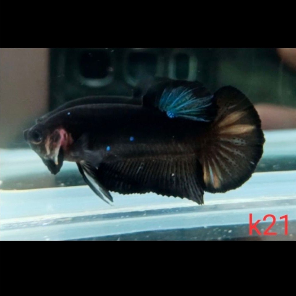 PLAKAT AVATAR GORDON NEMO