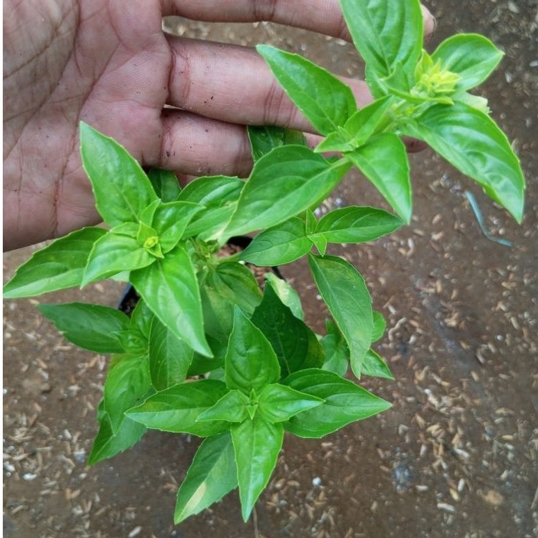 sweet basil/swite basil/sweat basil/swit basil/tanaman herbal